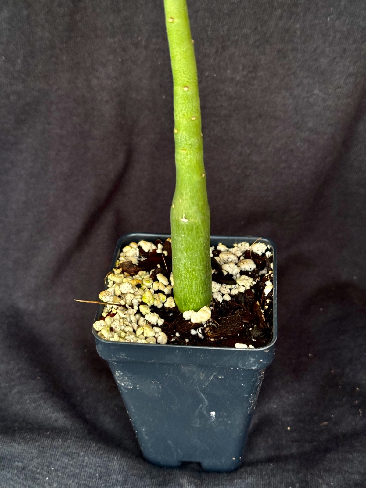 Adenia venenata, caudiciform