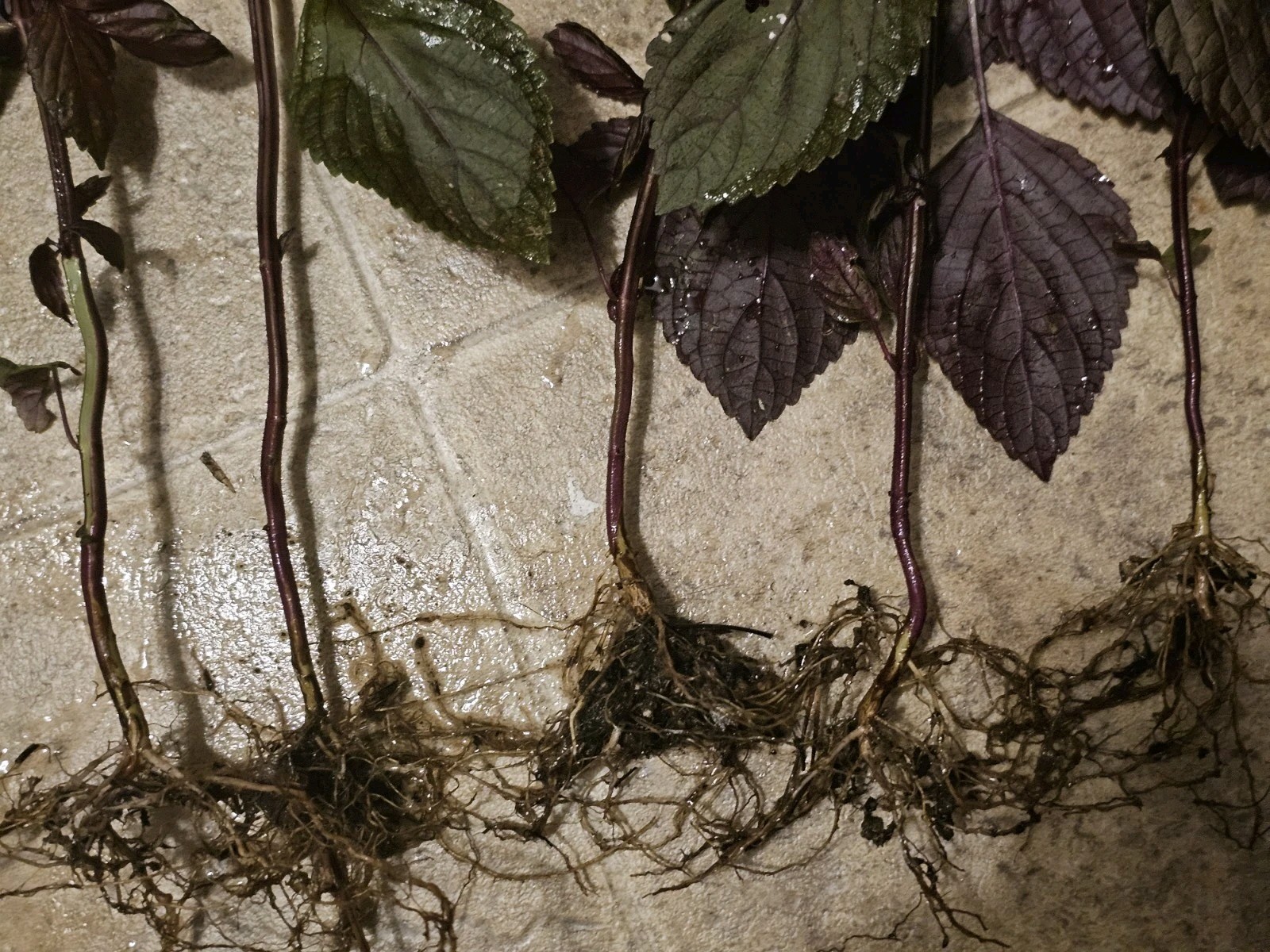 8 Purple Perilla Live plants Basil Beefsteak Japanese Flowers organic