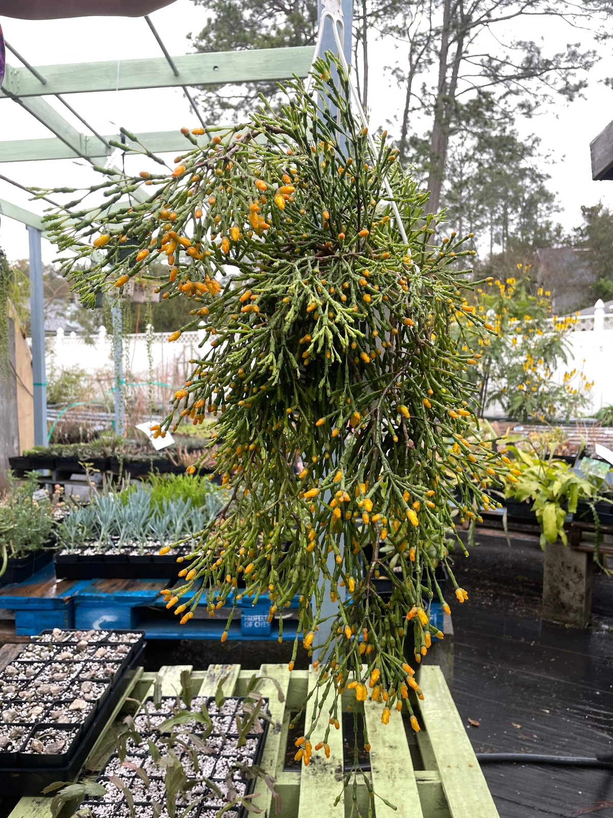 Hatiora Salicornioides Dancing Bones Ready For Hanging Basket – Ship In 3.5″ Pot