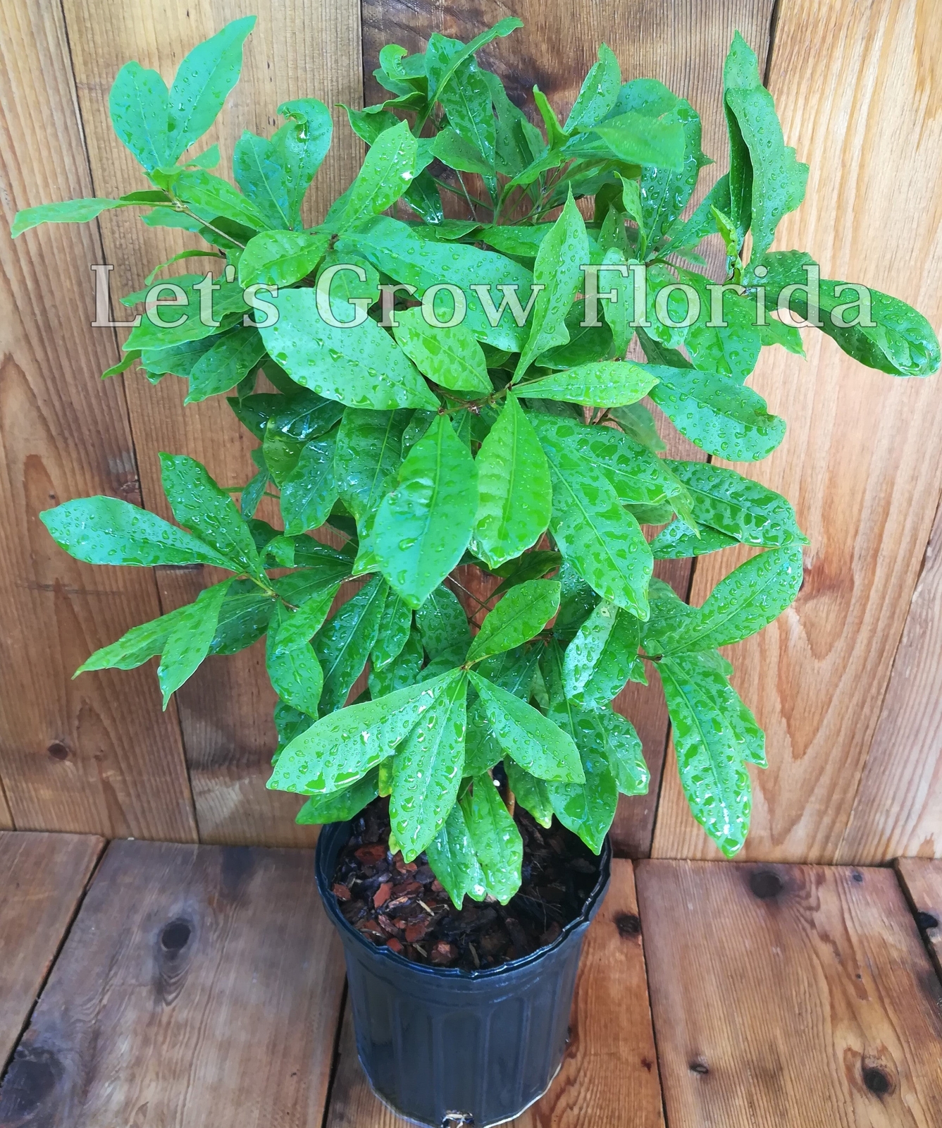 Miracle Fruit / Berry Tree, Plant, Synsepalum dulcificum