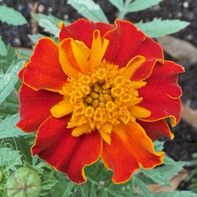 MARIGOLD FLAMING ORANGE FLOWER SEEDS 200 FREE SHIP