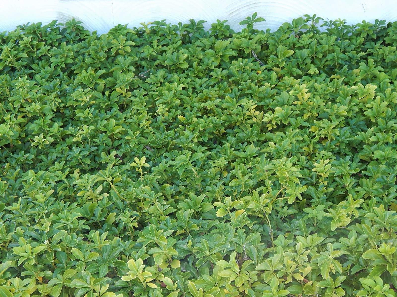 Pachysandra 35 Plants Japanese Spurge Ground Cover Perennial Evergreen Organic