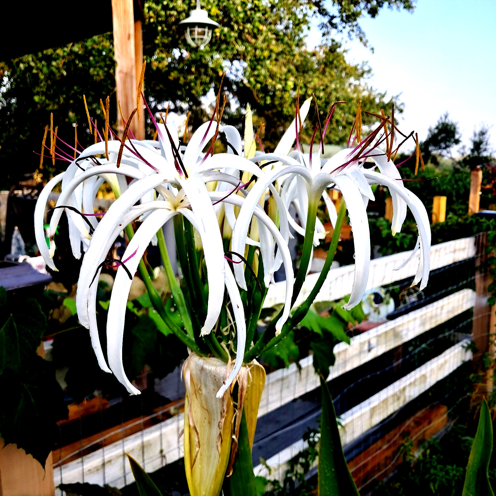 ,Giant White Spider Lily 4 bulbs/seeds Crinum Lily, C. Asiaticum
