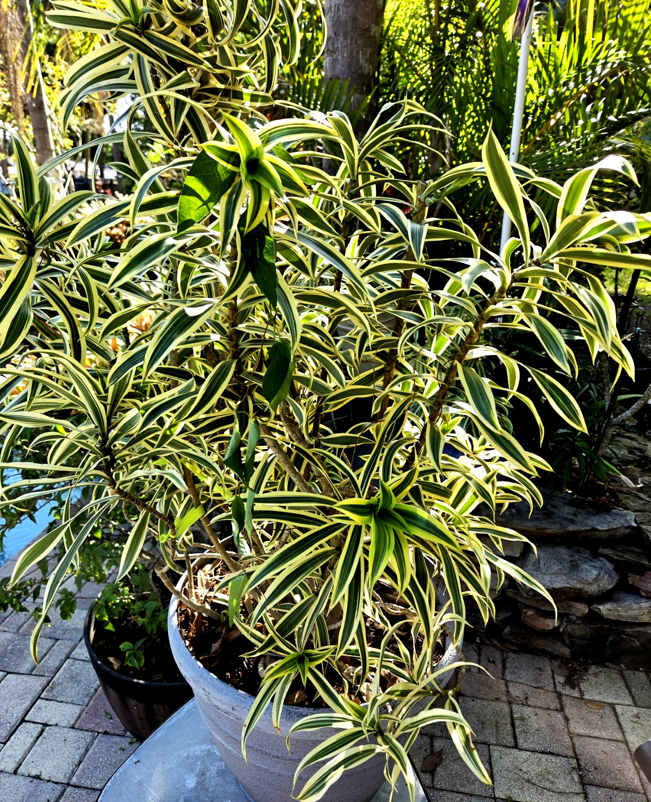 Dracaena **12 inch.***SONG OF INDIA*****FLORIDA FRESH **ROOTED PLANT**