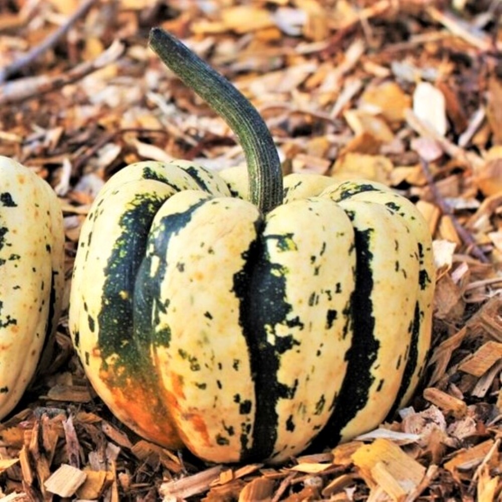 Sweet Dumpling Squash Seeds | Carnival Acorn Delicata Kabocha Fall Pumpkin 2024