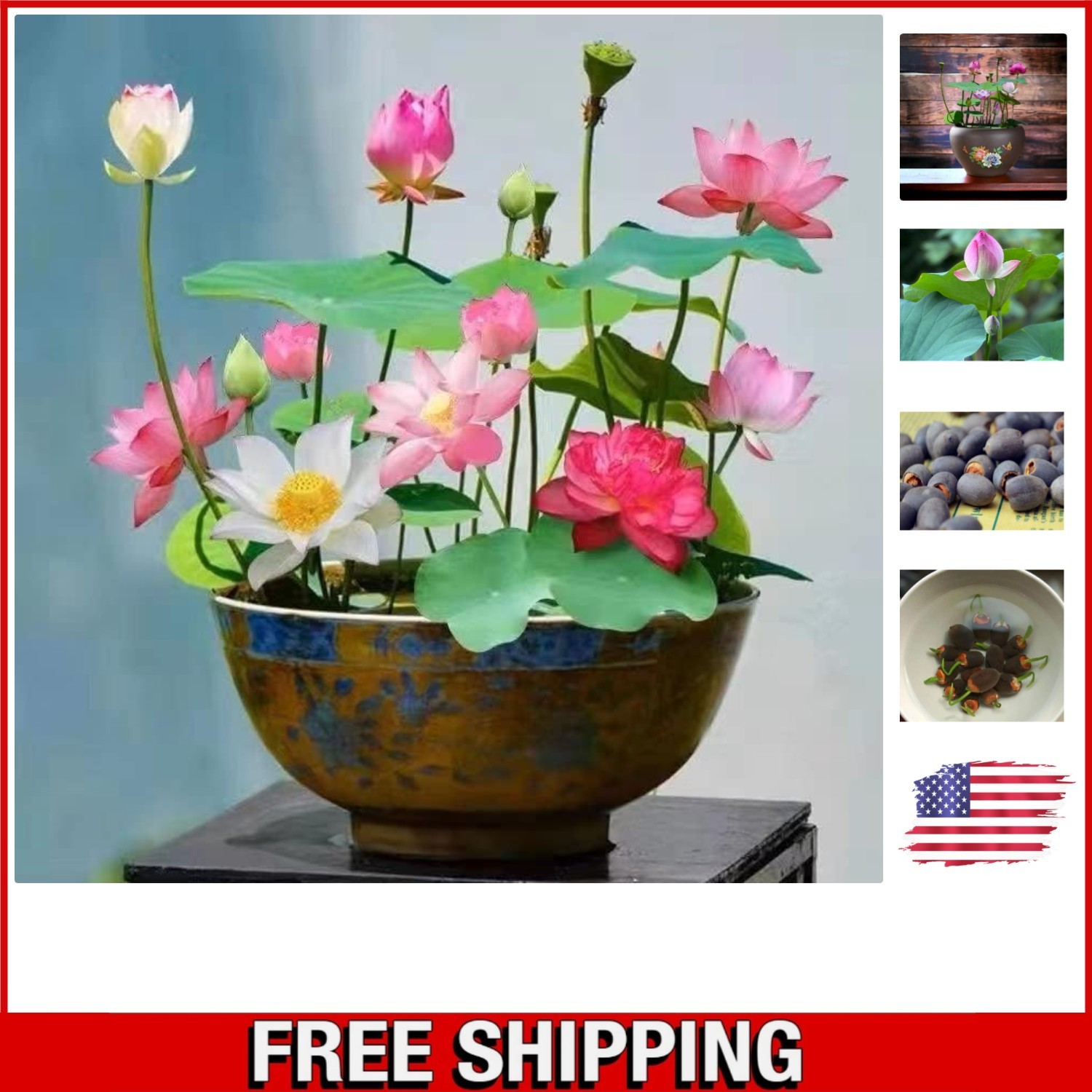10pcs Vibrant Mixed Lotus Seeds – Perfect for Indoor & Outdoor Water Gardens