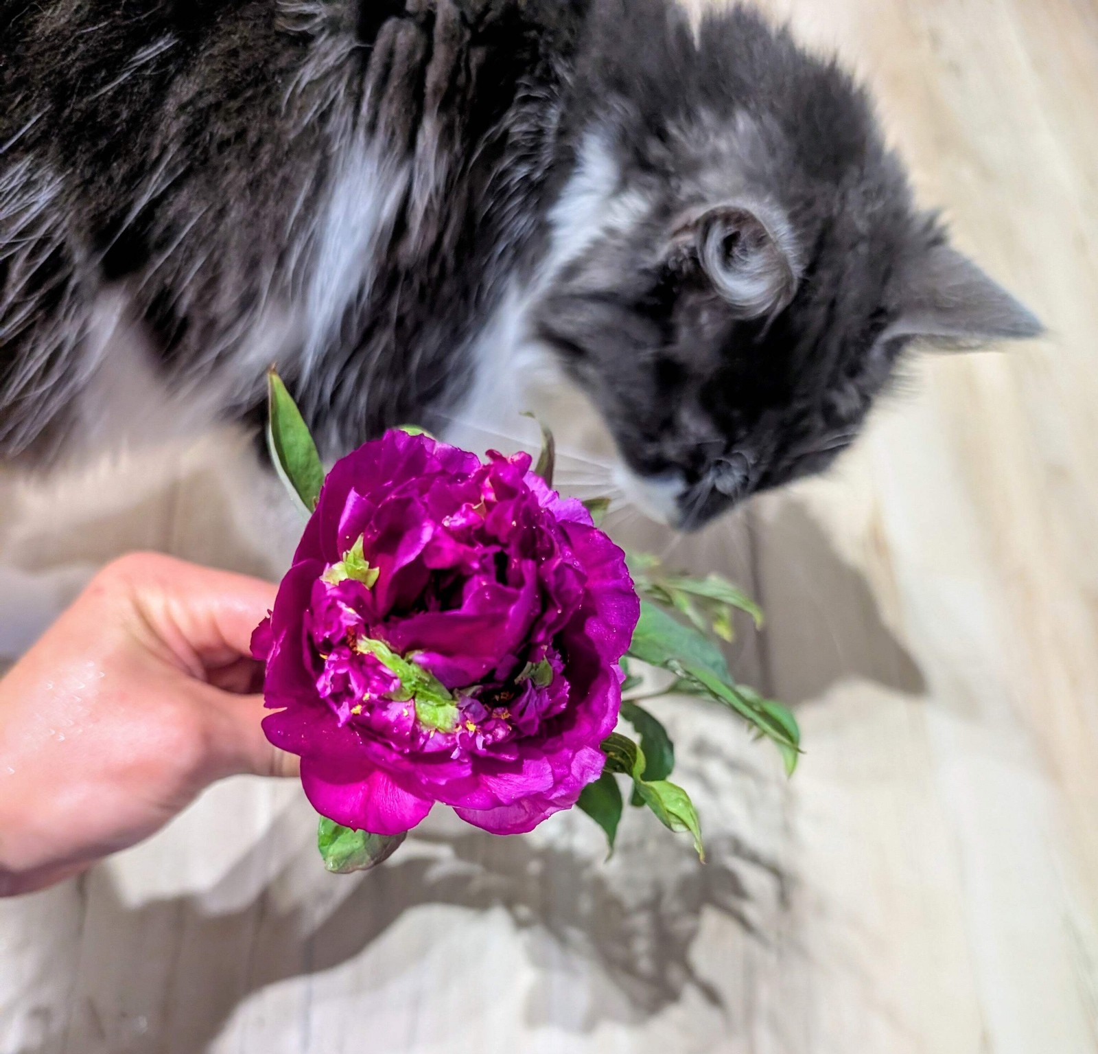 “Champion Crown” large flower tree peony