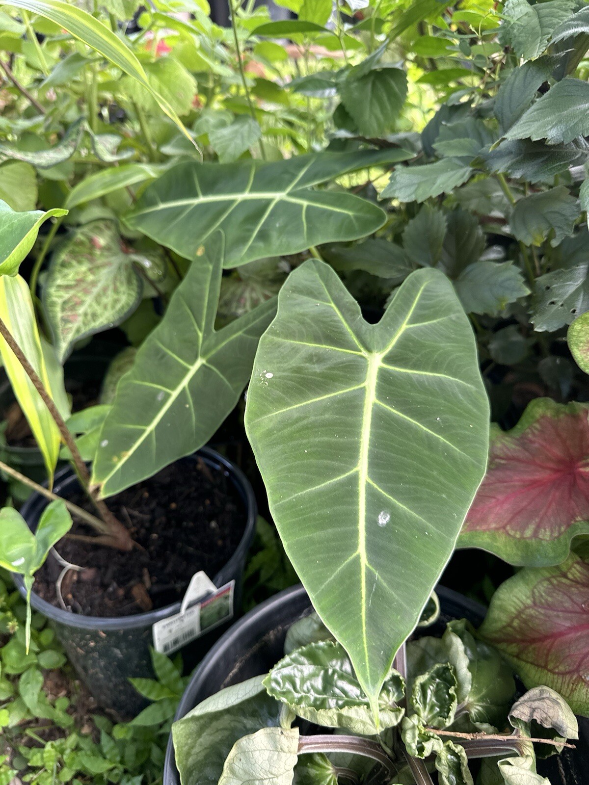 Green Velvet Alocasia