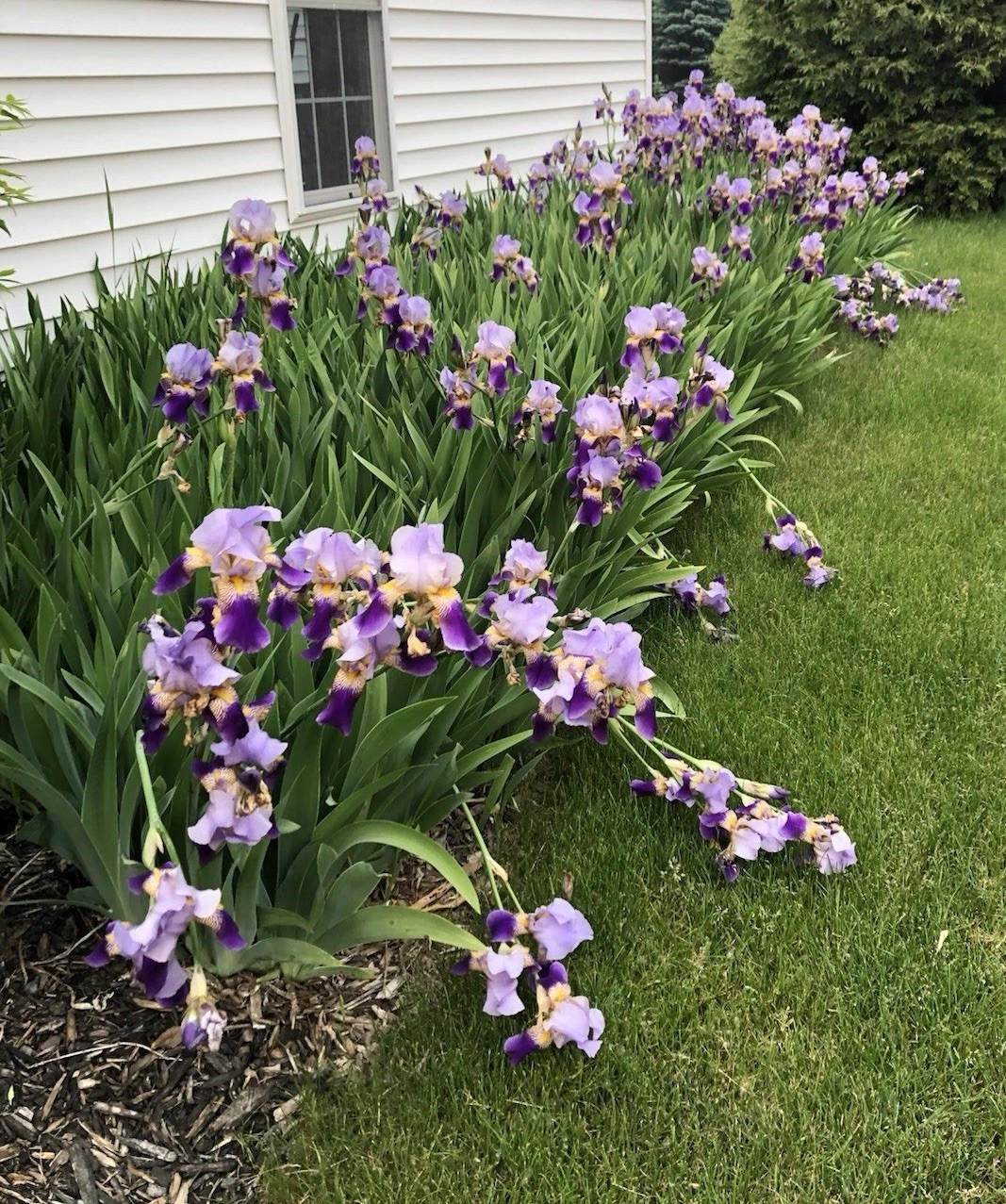 Purple Bearded Iris Rhizomes Bulbs Quantity of 10- Large Bulbs Free Shipping!