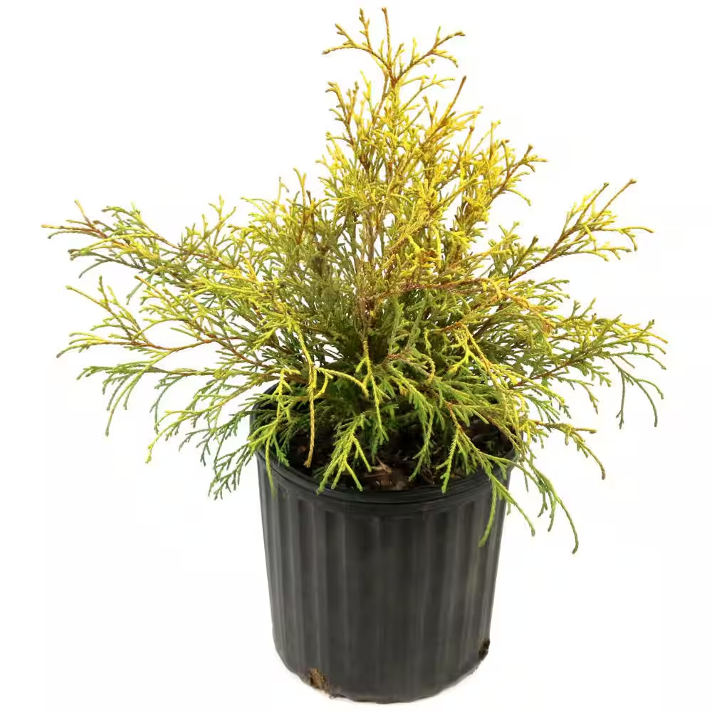 1 Gal. Cypress Gold Mop Shrub (8-Pack)