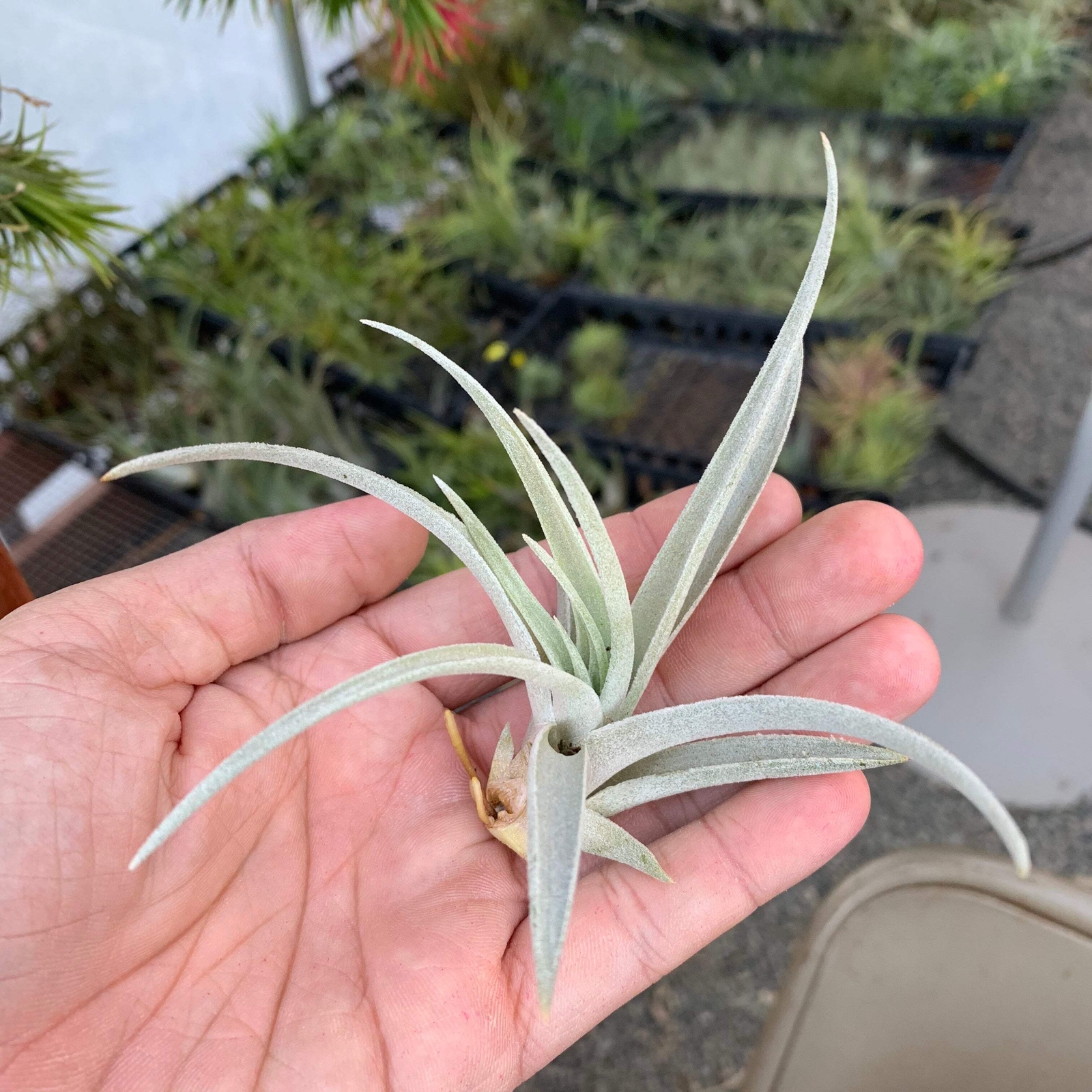 Harrisii Air Plant (Easy Care, Beginner Friendly Plant)