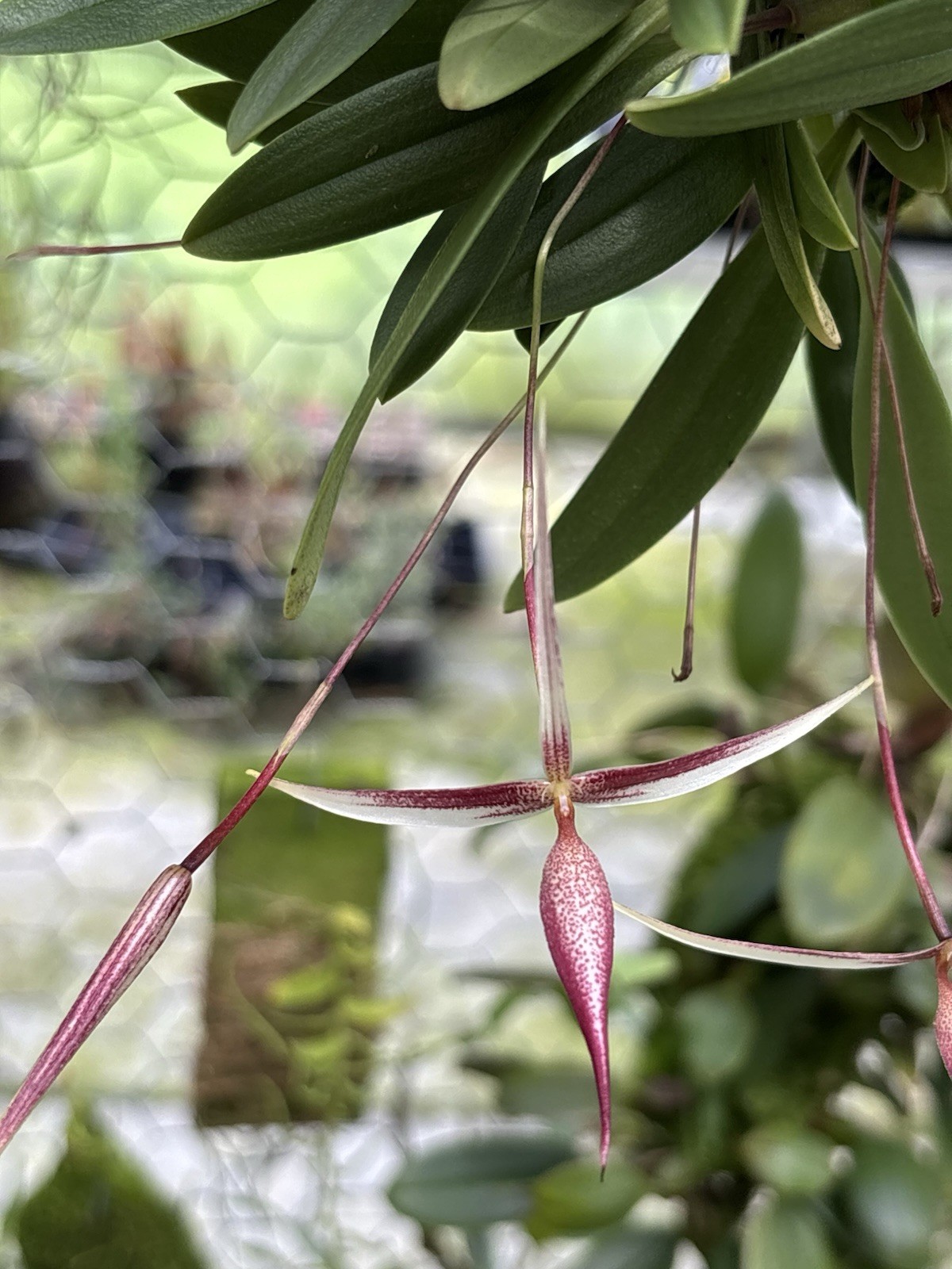 Bulbophyllum nitidum XXL MANY SPIKES miniature Orchid Species PNG