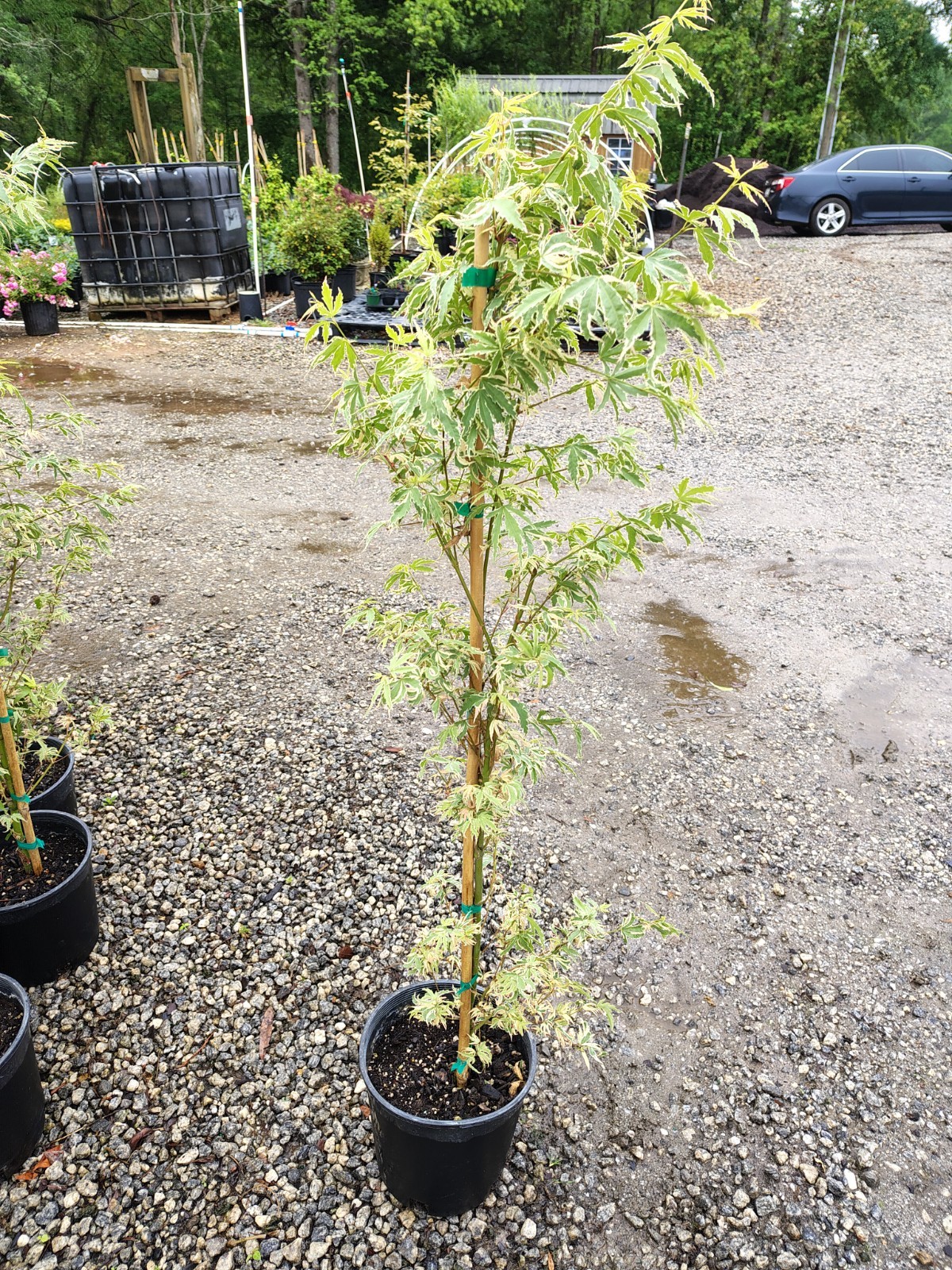 Butterfly Dwarf Upright Japanese Maple Tree – Live Plant – ( 2.5 QT )