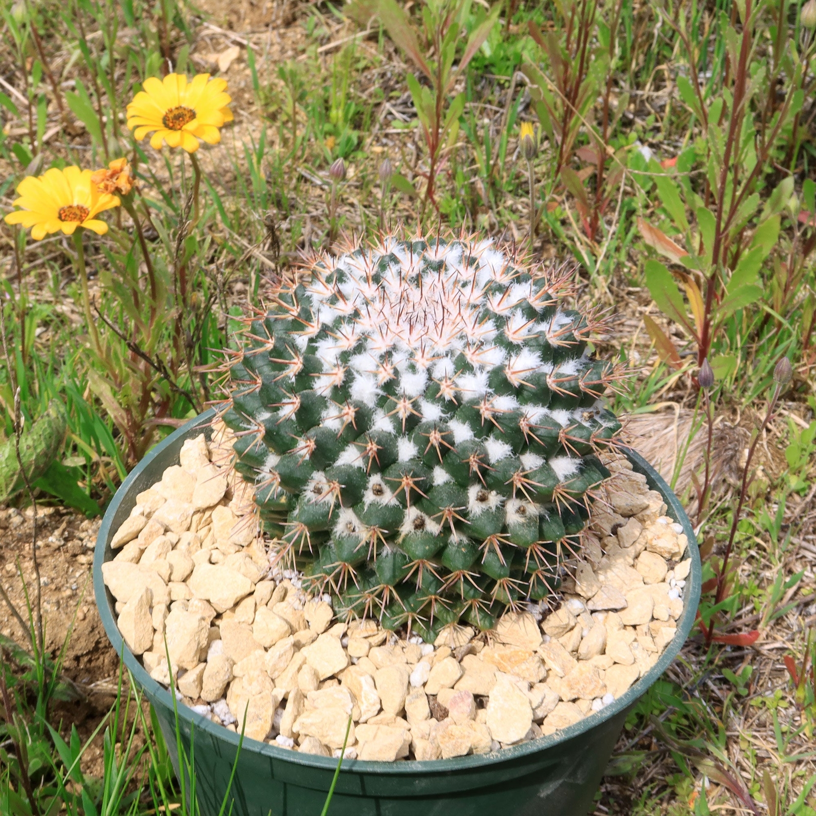Mammillaria scrippsiana cactus Cacti Succulent real live plant