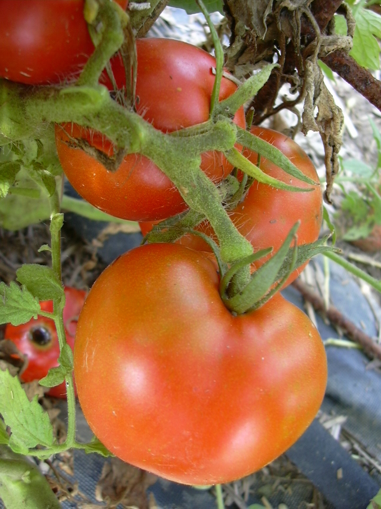 ARKANSAS TRAVELER TOMATO SEEDS *****BULK 50 COUNT**** MEATY * JUICY FRUITS *