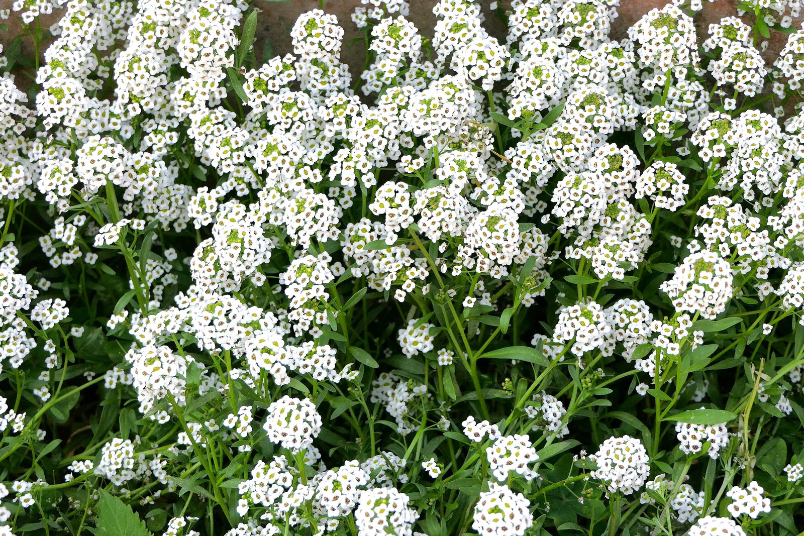 Carpet of Snow Sweet Alyssum Seeds | Mat Forming Annual White Flower Seed 2025