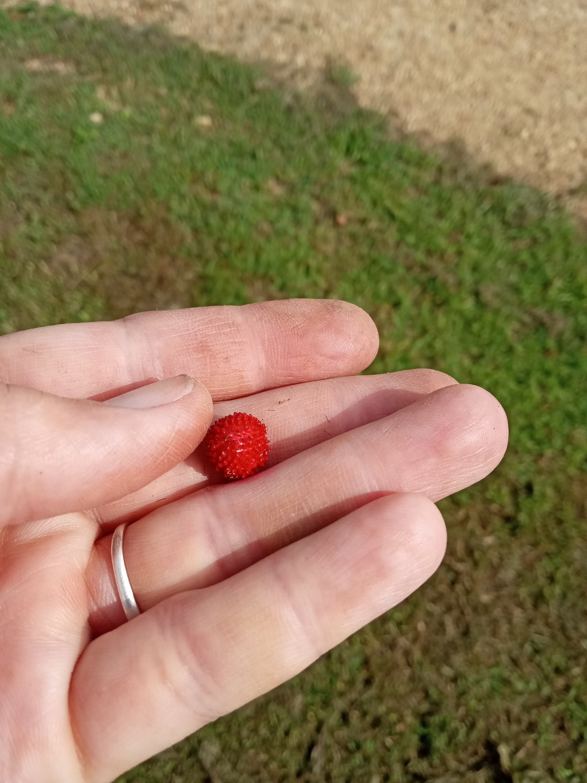Wild Strawberry/Indian Strawberry ( Duchesnea indica) Ground Cover- 2 Plants