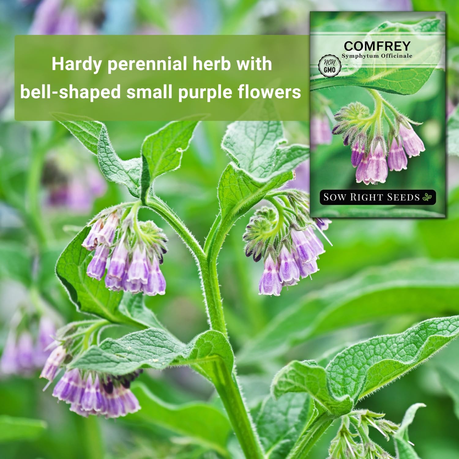 Sow Right Seeds – Comfrey Seeds for Planting – Non-GMO Heirloom Packet with Inst