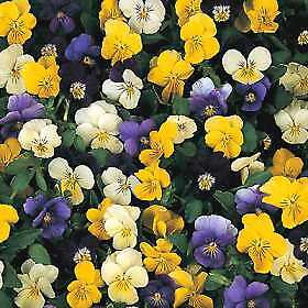 Viola cornuta Garth Special Mix 500 seeds