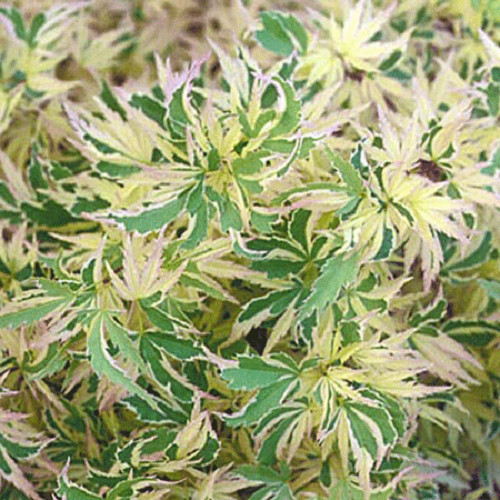 Butterfly Dwarf Upright Japanese Maple Tree – Live Plant – ( 2.5 QT )