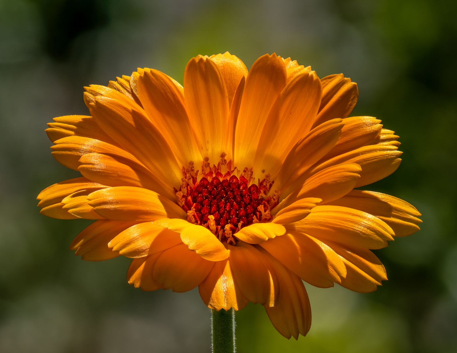 500 POT MARIGOLD Seeds (Calendula officinalis) | NON-GMO | Free shipping