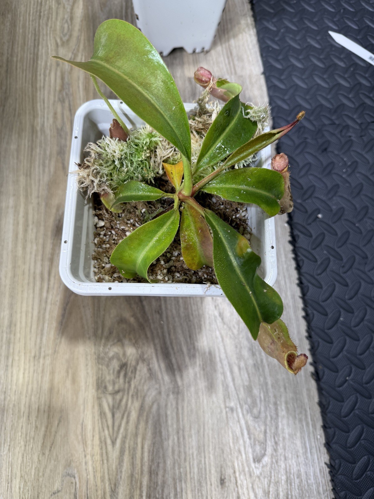 Nepenthes Vetchii Kelabit Highlands x S.O.M. x L.V.B.