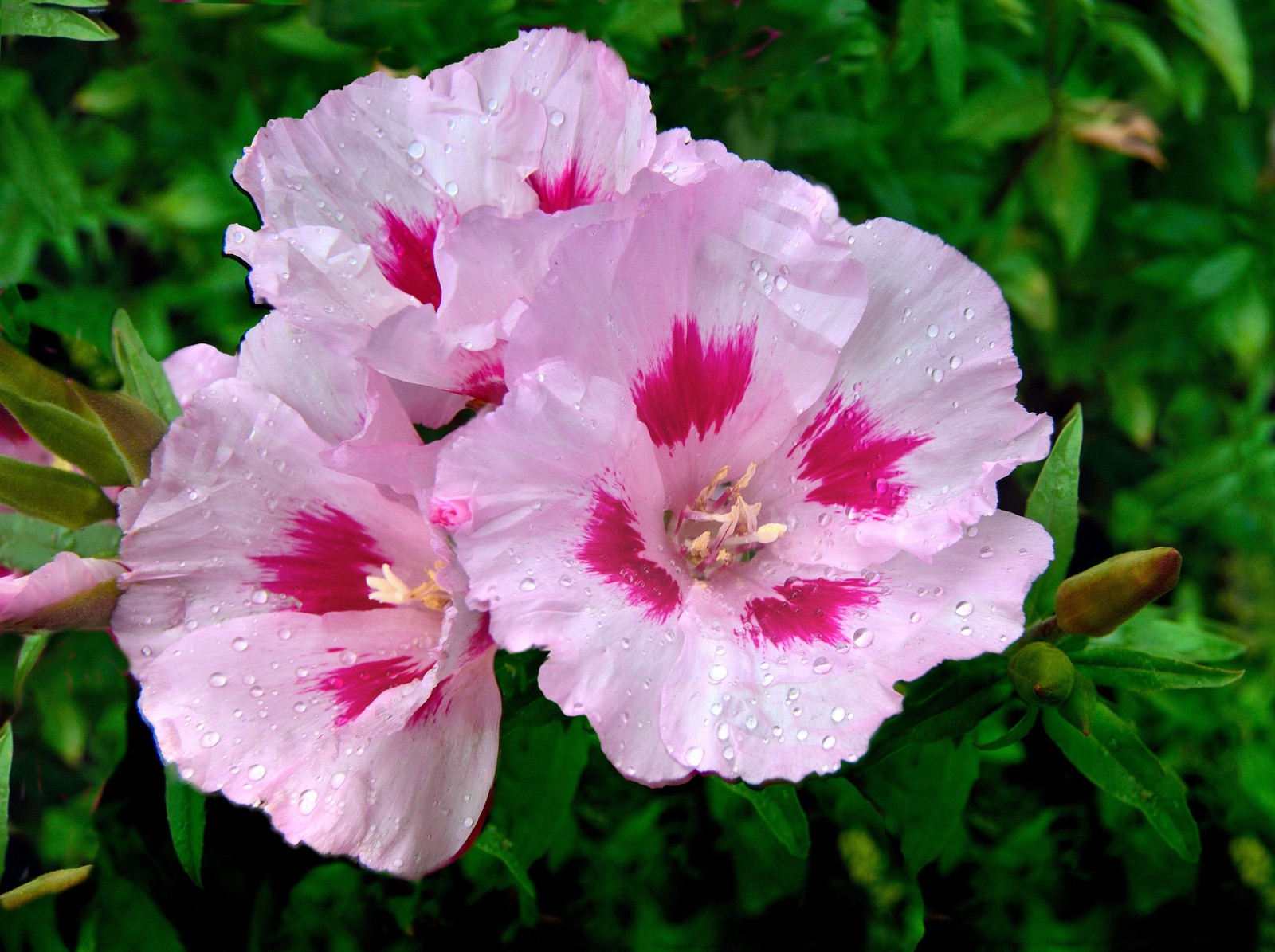 200 ROSE MALLOW (Bush Mallow) Hibiscus Lavatera Trimestris Flower Seeds