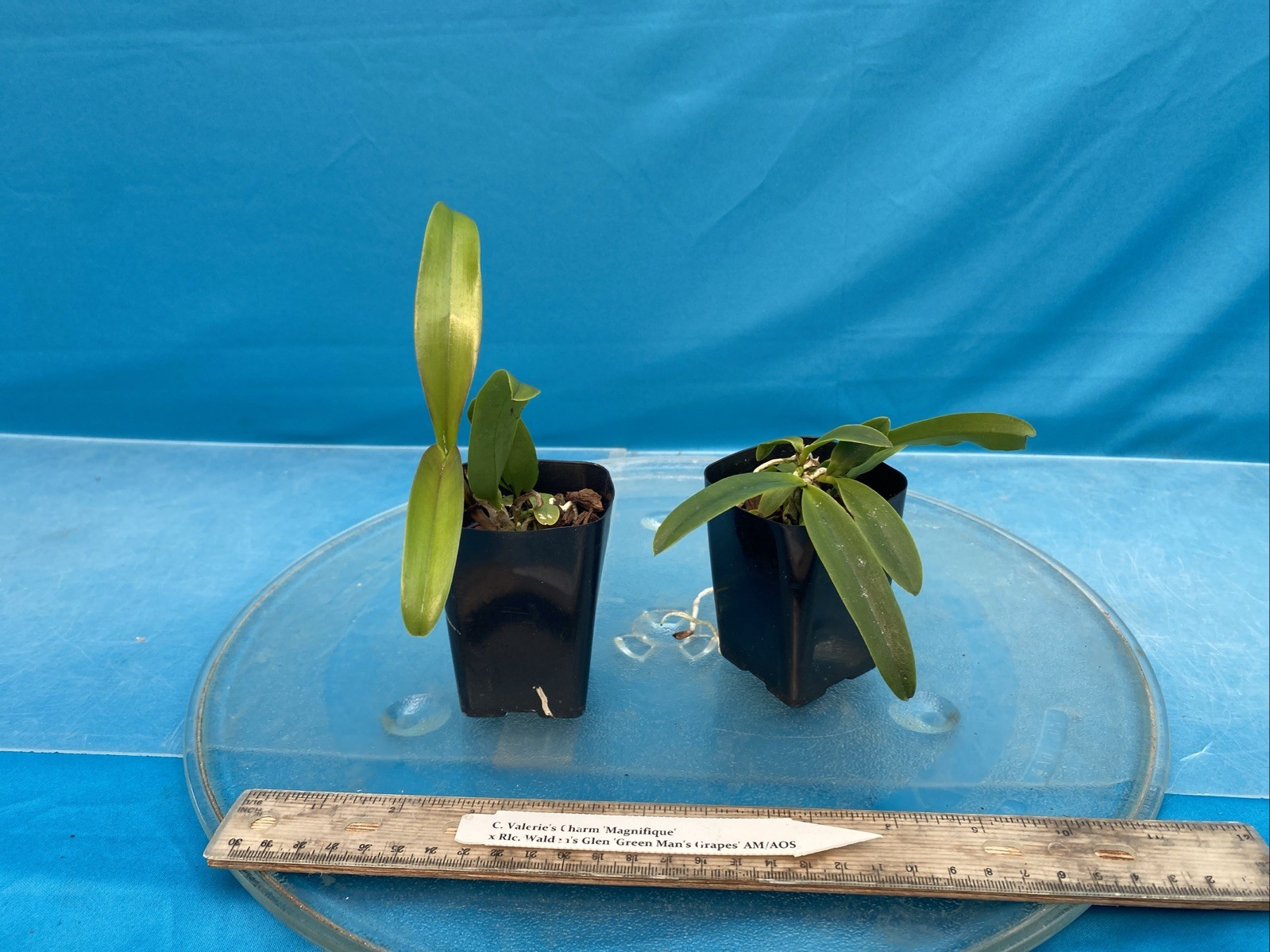 Cattleya Valerie’s Charm X Walden’s Glen Red Purple Orchid Eros Hybrid 2” Pot