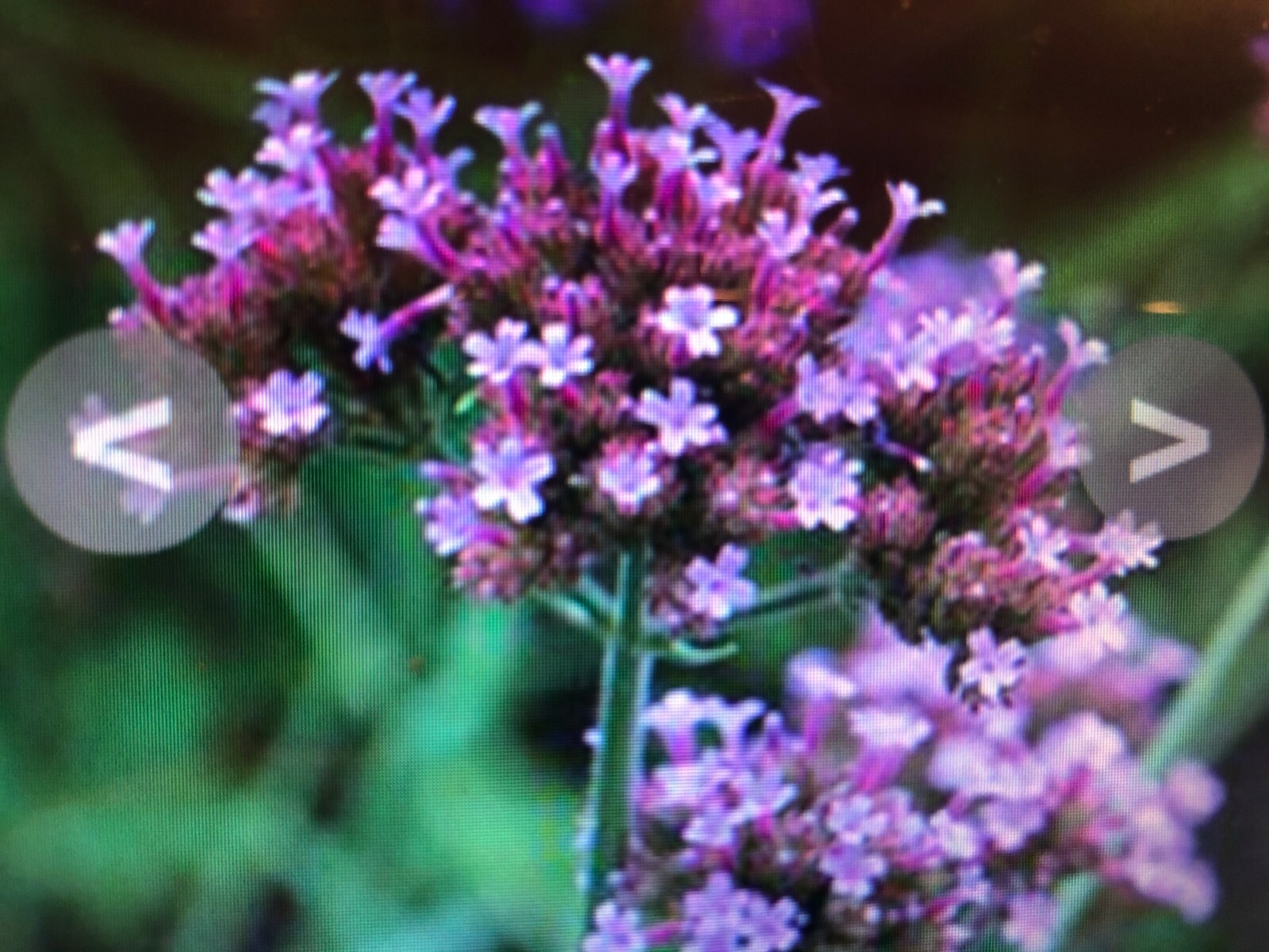 VERBENA bonariensis PURPLETOP VERVAIN Tender Perennial Purple Non-GMO 500 Seeds!