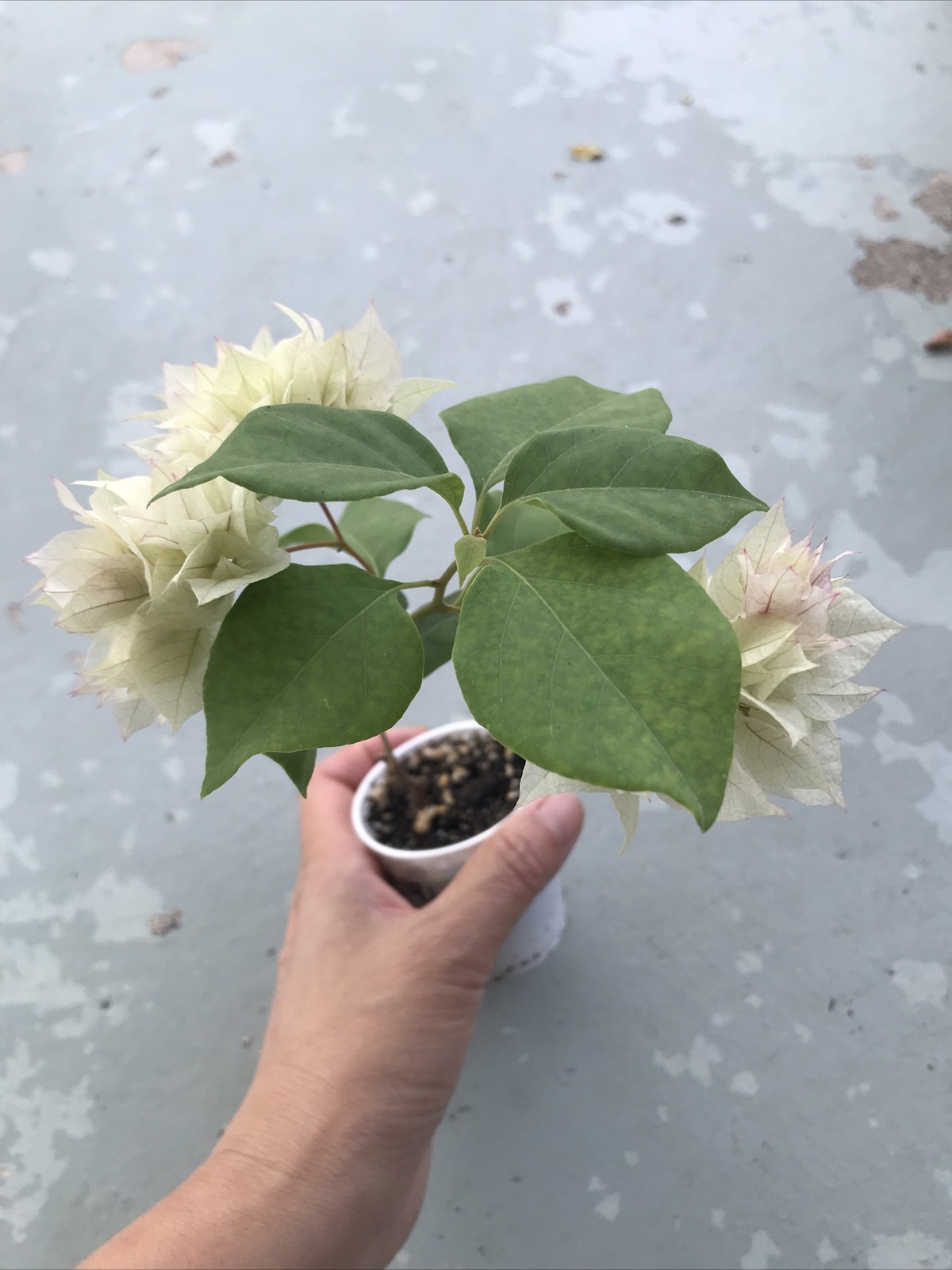 Bougainvillea live plant Double Pink