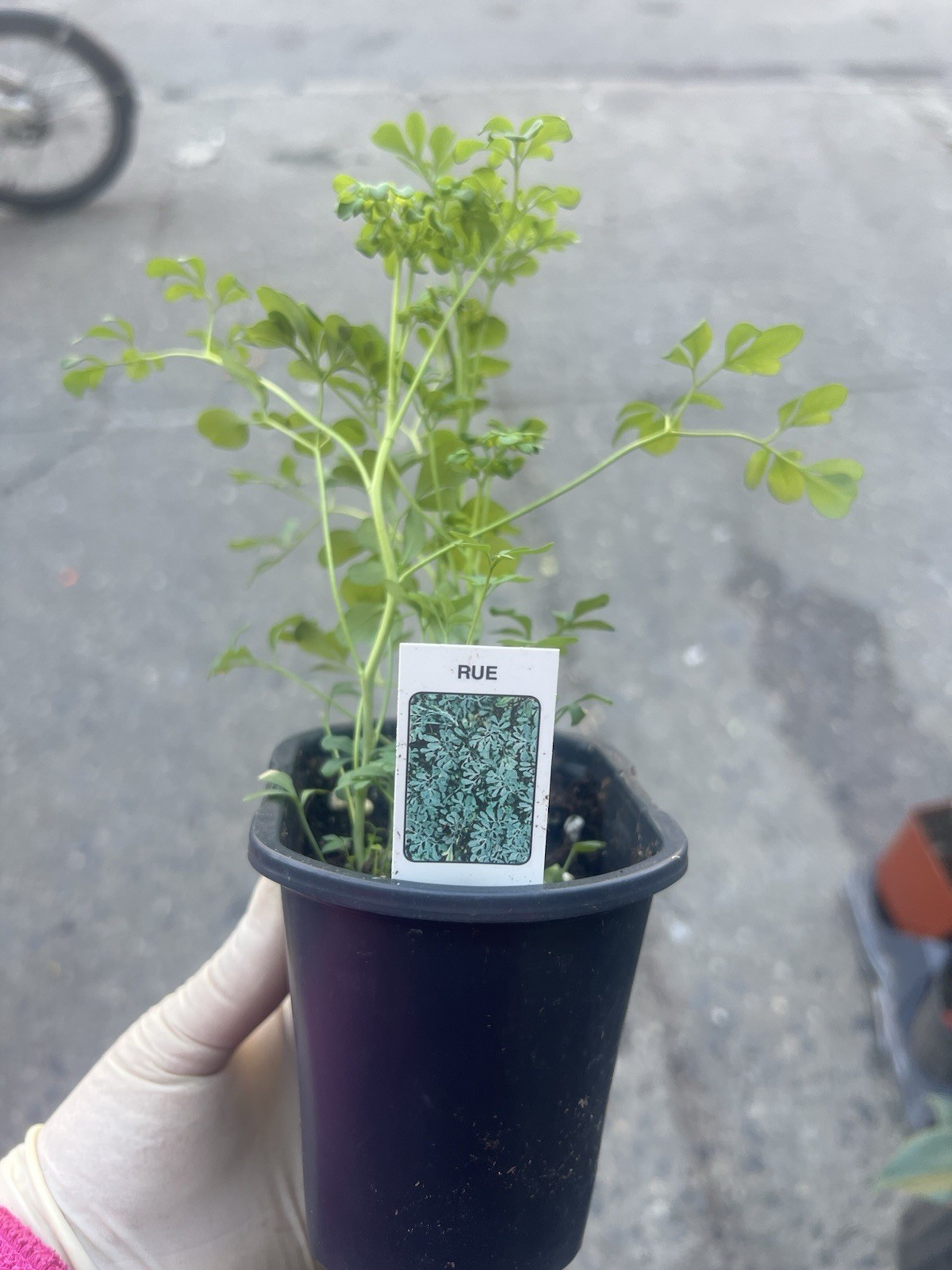 Ruda Rue Plant Herb Live Plant In 4×3.15 inch Pot