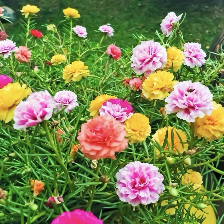 MOSS ROSE SEEDS – 2000 Seeds | PORTULACA DOUBLE MIX (Portulaca grandiflora) USA