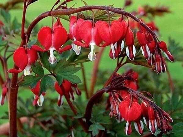 VALENTINE Dicentra / Bleeding Heart (Dormant Bare Root With 2/3 Eyes)