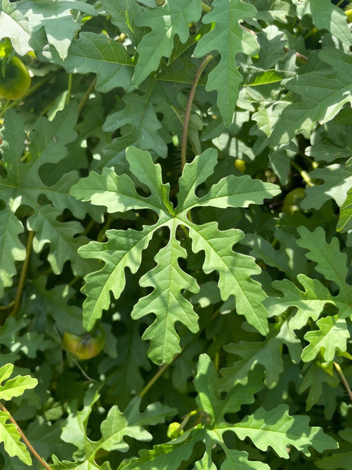 50 Alamo Vine Seeds, sourced from “the Alamo” in San Antonio, Texas
