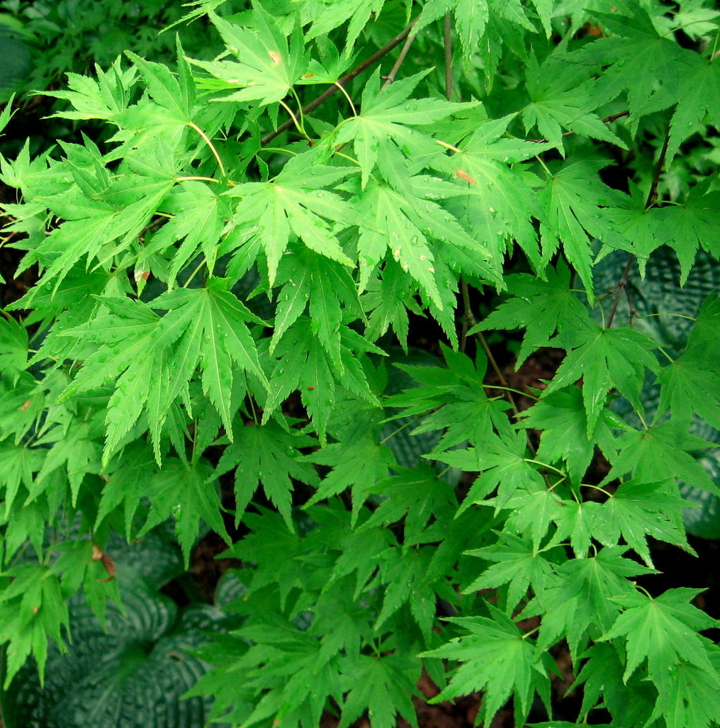 Japanese Maple, Acer palmatum, Tree Seeds (Fall Colors, Fast, Hardy, Bonsai)