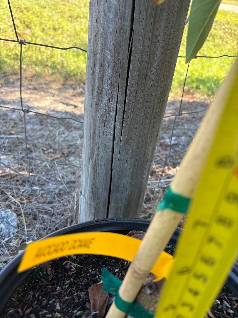 1GALGRAFTED DONNIE AVOCADO TREE (WEST INDIAN/TYPE A FLOWER MAY-JUNE) ZONES 9-11)