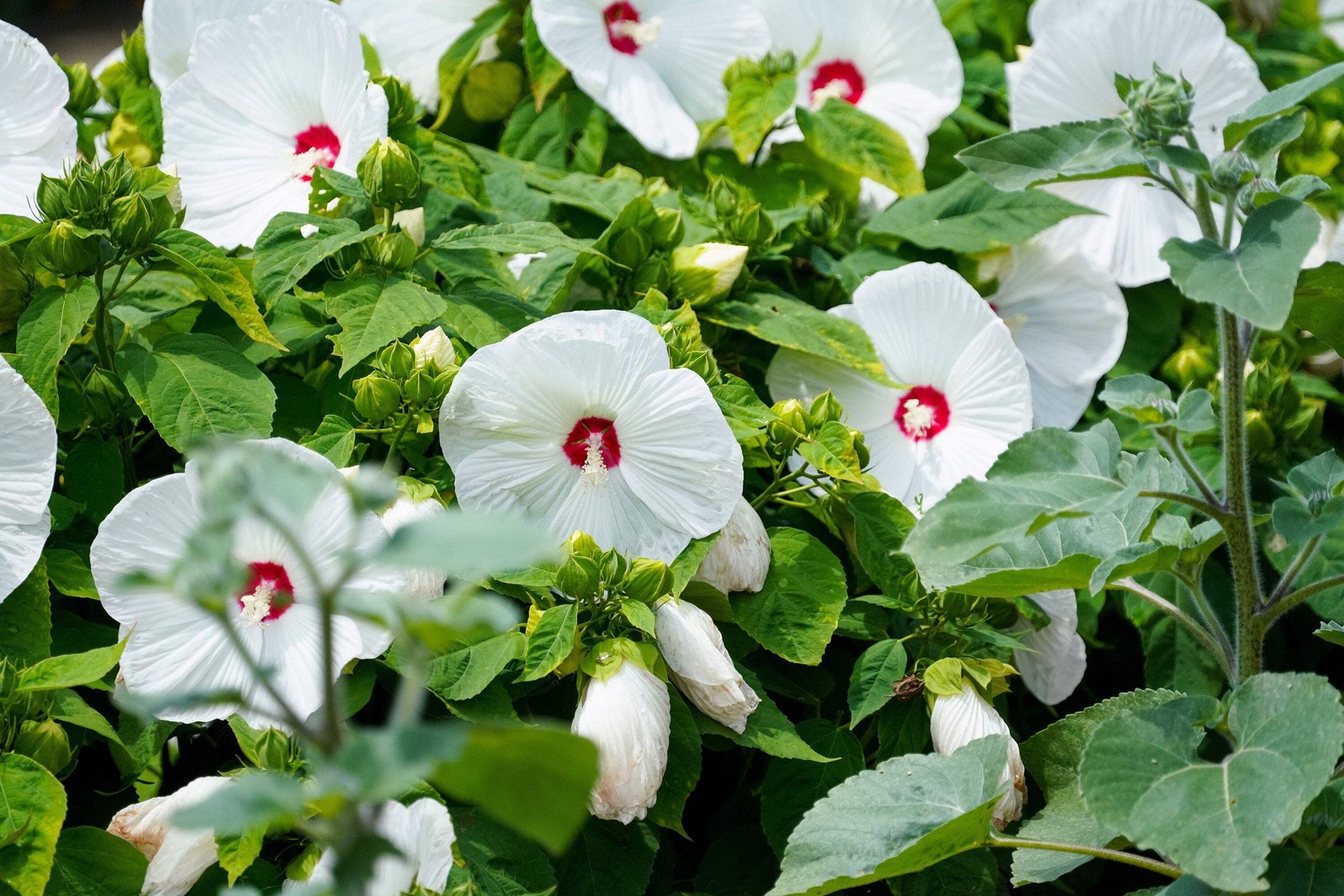25 MIXED LUNA HIBISCUS Moscheutos Hardy Red, Hot Pink, Pink & White Swirl Seeds