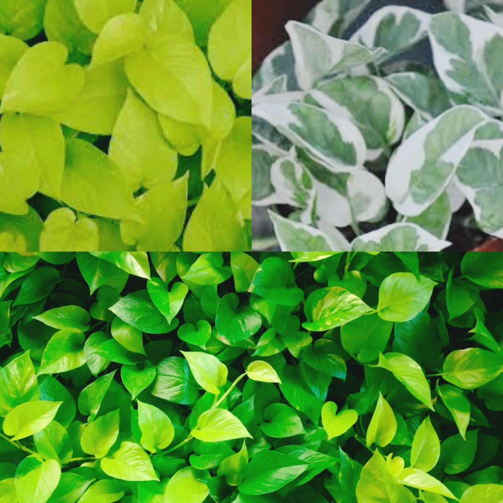 9 fresh Pothos cuttings combo | 3 Golden, 3 Neon, 3 N’Joy | Unrooted