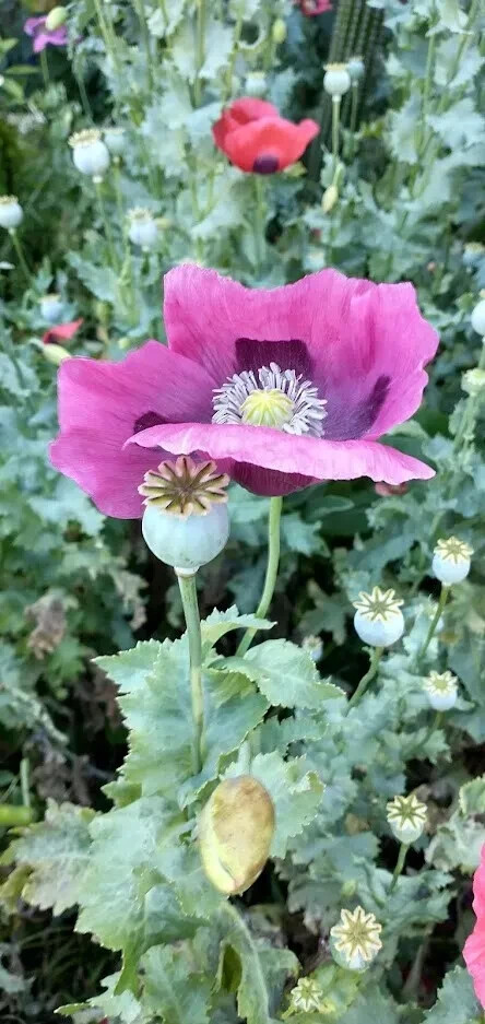 Mixed poppy seeds for flowers boquets -FREE SHIPPING USA (Int ship 1.60)
