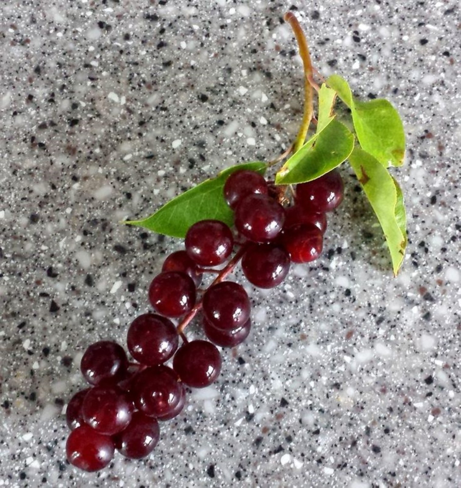 24-36″ tall Chokecherry Prunus virginiana, 2-3 year old bare root plant
