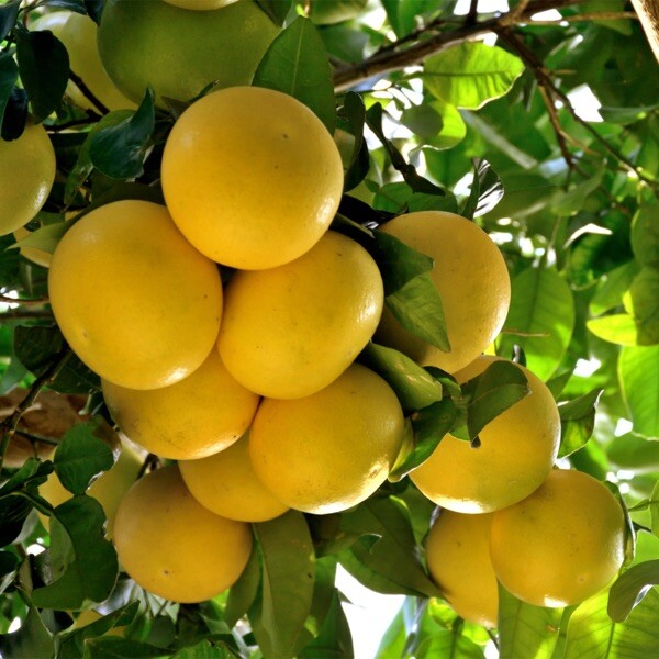 California only!! Cocktail Grapefruit Semi-Dwarf Tree, 24-36″ tall, grafted