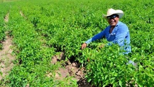 CALIFORNIA WONDER TMR 300 pepper seeds NON-GMO improved heirloom variety