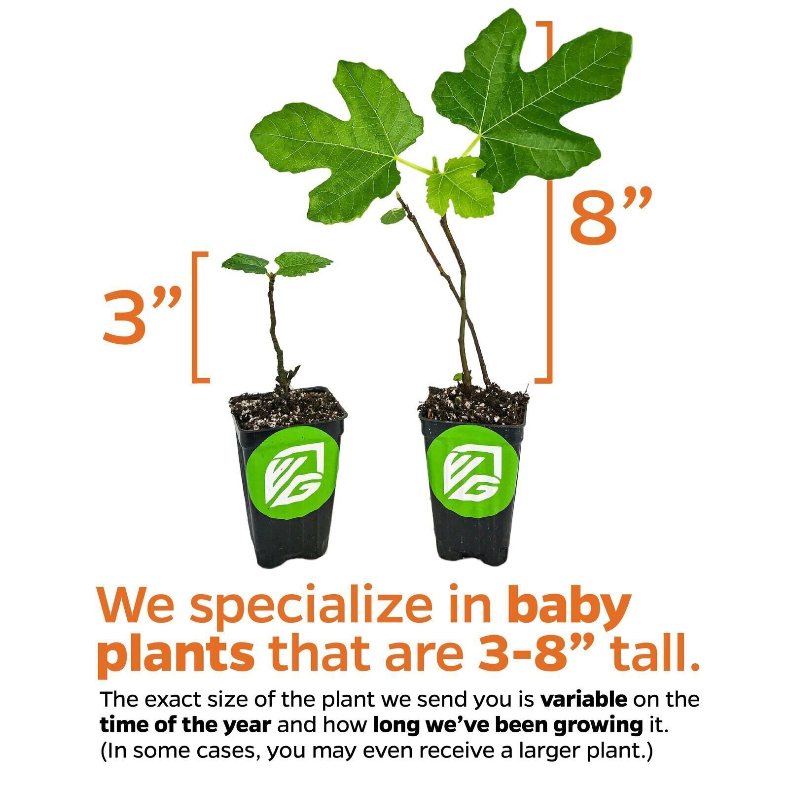 Violette de Bordeaux Fig – Ficus carica – Live Plant