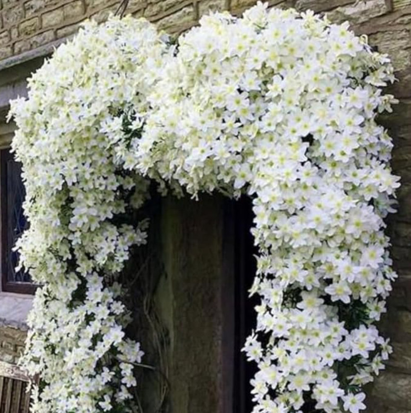 Live Tracy Lee Clematis Vine Plant – 2.5″ Pot – Compact White-Flowering Vine