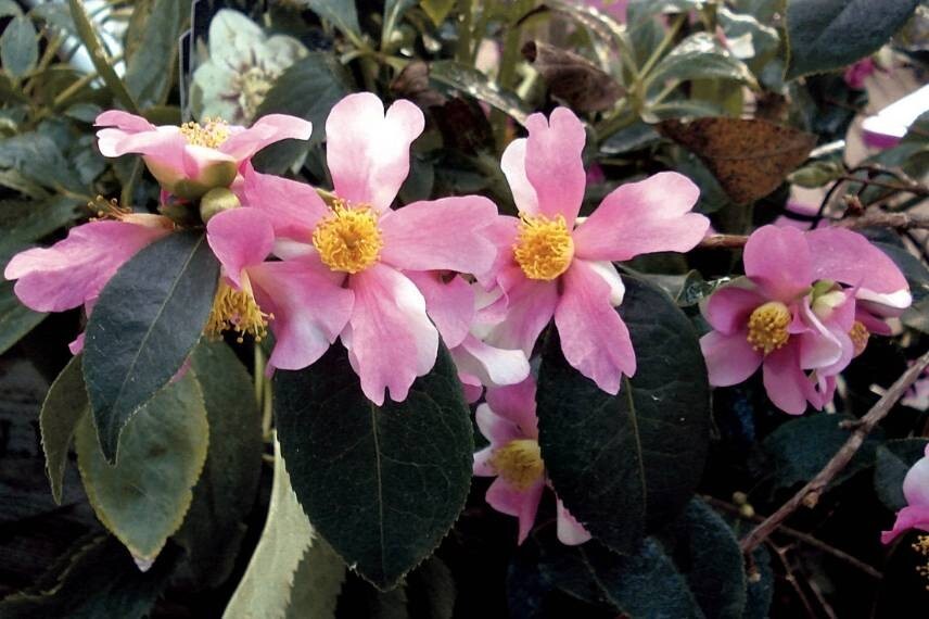 YUME~~Unique Bloom**Camellia Japonica-Live Starter Plant