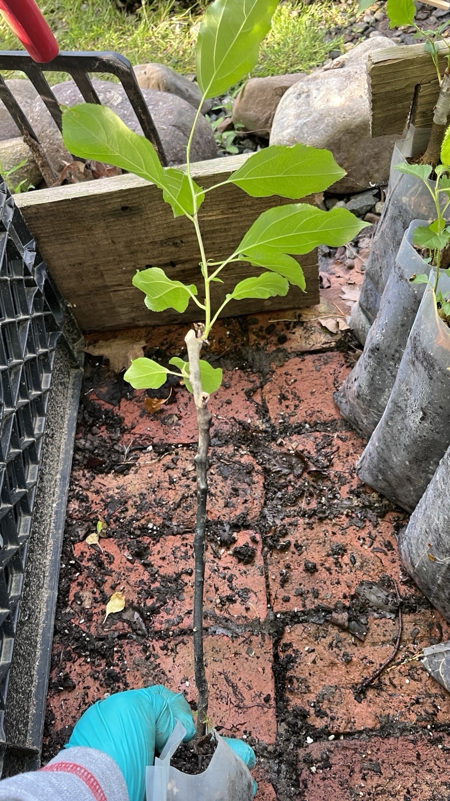8-12” tall Dolgo Crabapple Apple Tree grafted potted