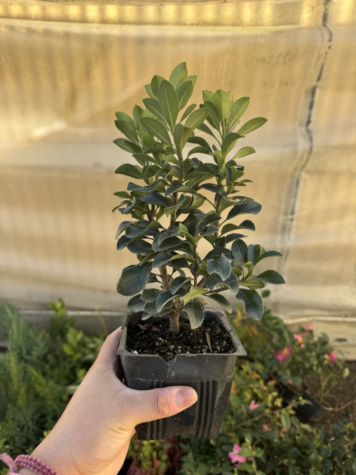 Dwarf Yedda Hawthorn Rhaphiolepis umbellata ‘Minor’, 4 Inch Pot