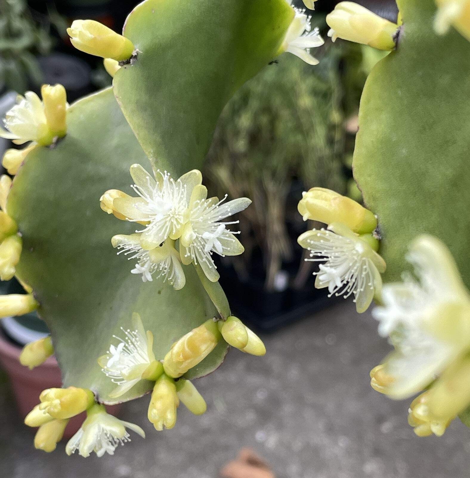 Rhipsalis Oblonga Cactus Ready For Hanging Basket – Well-Rooted In 3.5″ Pot!