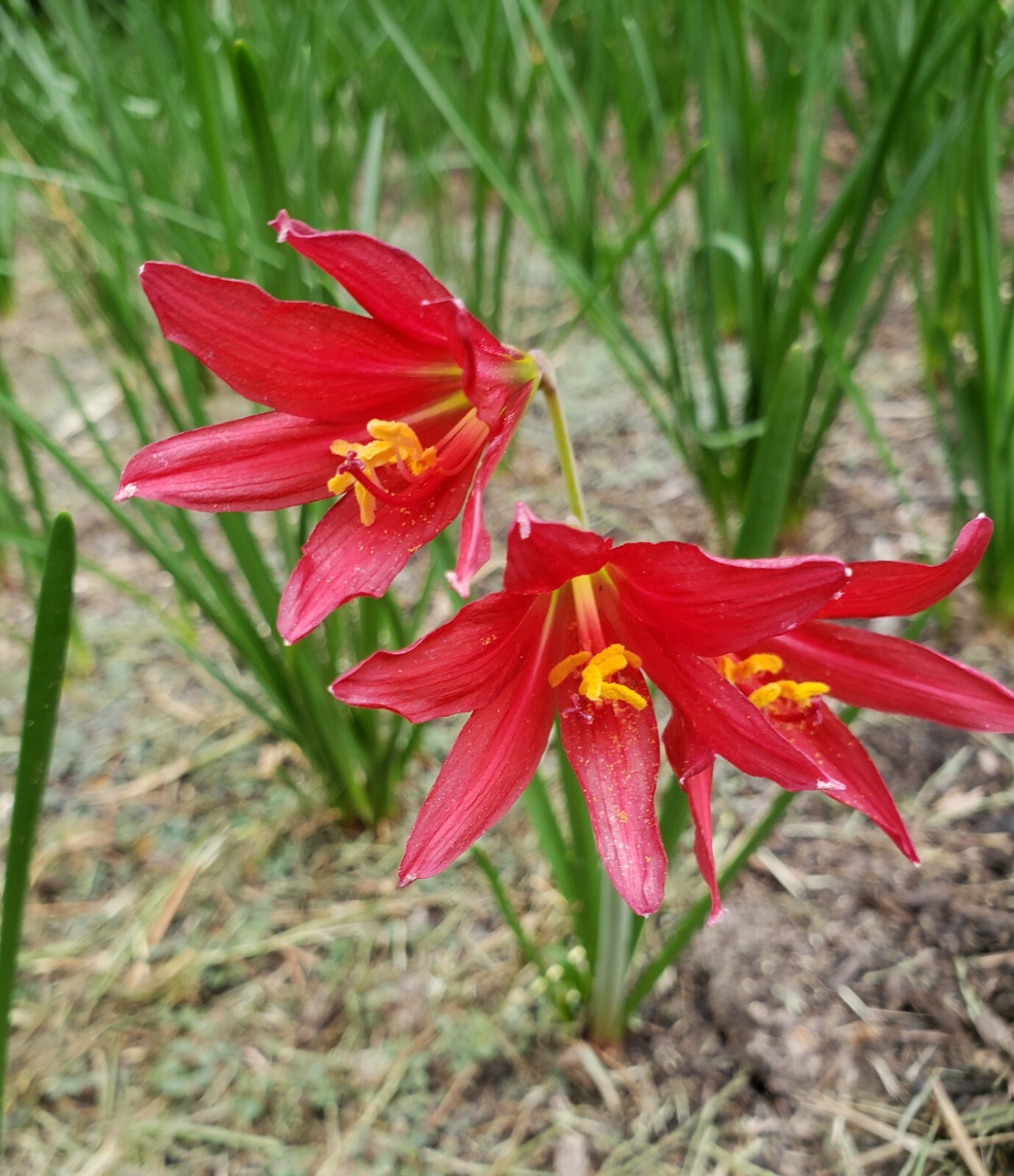 Oxblood Lily Bulbs Lilies Rain Schoolhouse Hurricane Rhodophiala bifida -3 bulbs