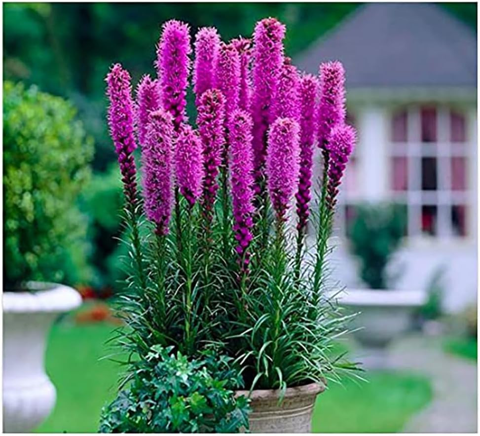 Purple Blazing Star Liatris Spicata 5 Bulbs Perennial Flower Corms